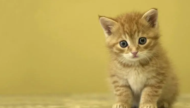 猫剪指甲出血了怎么办?猫咪剪到血线多久能恢复? 猫剪指甲出血了怎么办?猫咪剪到血线多久能恢复?