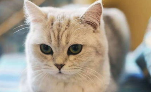 如何选购猫咪？