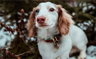 萌宠小知识:母犬绝育的好处与坏处有哪些?