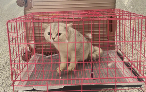 宠物托运哪里便宜