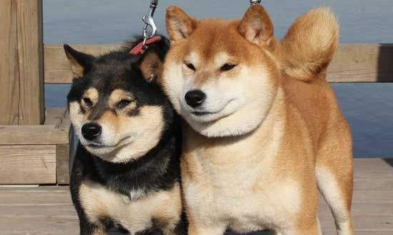 柴犬几个月开始换毛？怎样减轻柴犬掉毛？