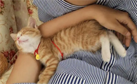 为什么猫咪有的不怕人抱呢