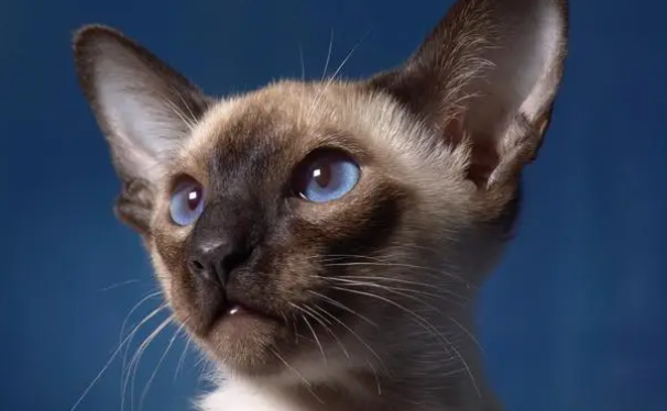 暹罗猫幼猫和成猫的护理方法？