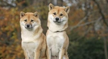 柴犬好卖吗 没想到柴犬毛病这么多
