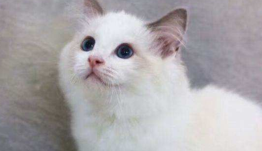 布偶猫黑下巴是怎么回事？引起布偶猫黑下巴的四大原因！
