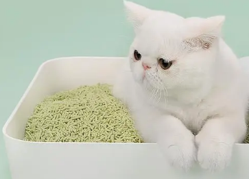 普爱利斯猫砂怎么样 普爱利斯猫砂怎么样