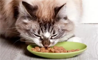猫咪生完宝宝吃什么补充营养最好