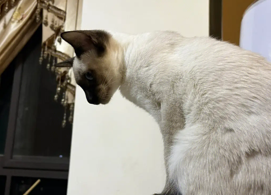 暹罗猫都是蓝眼镜吗？暹罗猫眼睛变色怎么回事？