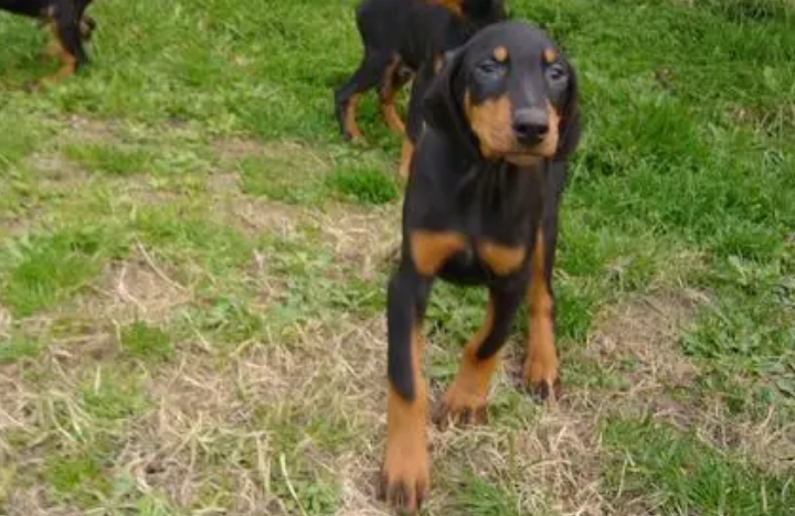 杜宾犬幼犬如何训练 杜宾犬幼犬如何训练