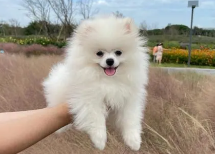 100元的博美犬