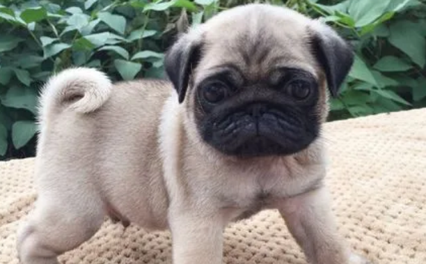 巴哥幼犬怎么喂狗粮