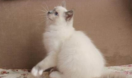 成年布偶猫多少斤?成年布偶猫居然这么重! 成年布偶猫多少斤?成年布偶猫居然这么重!