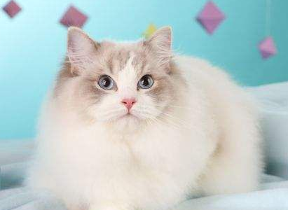 养布偶猫一个月的花费？布偶猫有哪些开支呢？