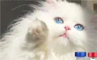 猫三联多久可以打？