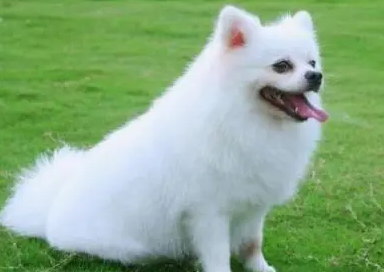 博美犬吐白色粘液怎么回事
