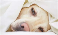 老年犬排尿增多?可能是慢性肾衰竭,治疗狗狗需要分两阶段