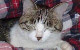 发情后的猫咪不吃饭怎么办?怎么解决? 发情后的猫咪不吃饭怎么办?怎么解决?