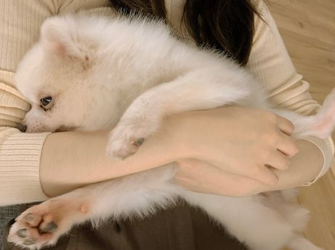 狗狗肠胃不好，很有可能是消化系统疾病