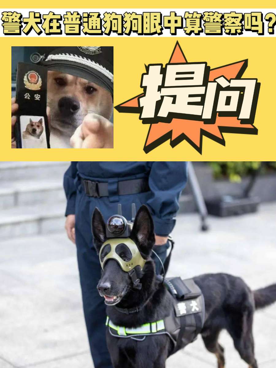 提问：警犬在普通狗狗眼里算警察吗？