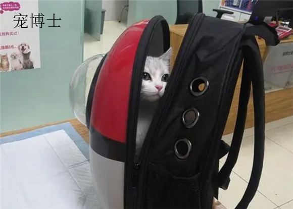宠博士评价如何