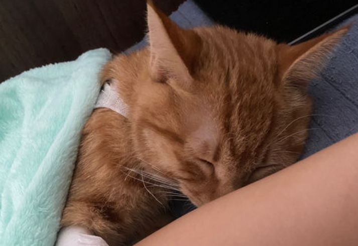 猫怕老鼠怎么办?宠物猫怕老鼠怎么办? 猫怕老鼠怎么办?宠物猫怕老鼠怎么办?