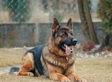如何给德牧幼犬喂狗粮呢 如何给德牧幼犬喂狗粮呢
