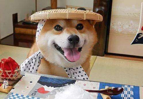 柴犬有多大寿命？柴犬的寿命和哪些方面有关系？