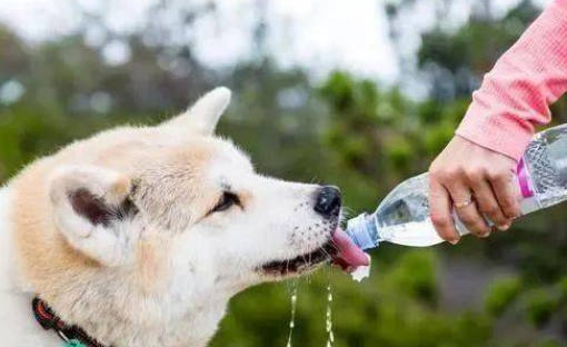 狗狗喝水都吐怎么办？