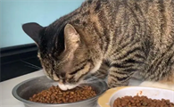 狸花猫吃饭和吃猫粮有什么区别呢