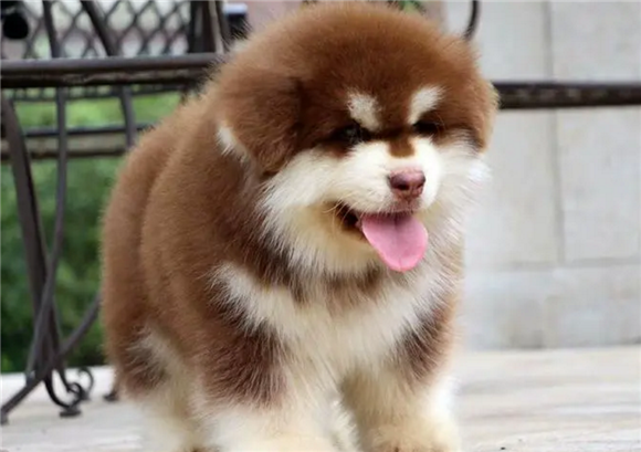 哪里有阿拉斯加犬舍 哪里有阿拉斯加犬舍