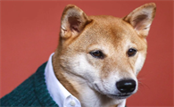 柴犬不喜欢张嘴,柴犬张嘴是笑吗?