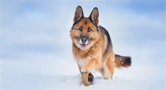 德国牧羊犬打猎怎么样呢