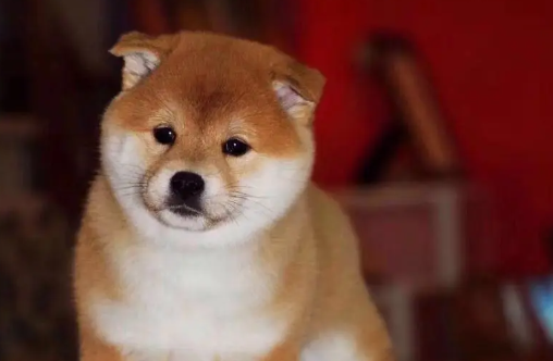 柴犬眼睛有眼屎，柴犬有眼屎原来是这个原因？