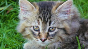 猫咪老长眼屎怎么办?怎么治疗? 猫咪老长眼屎怎么办?怎么治疗?