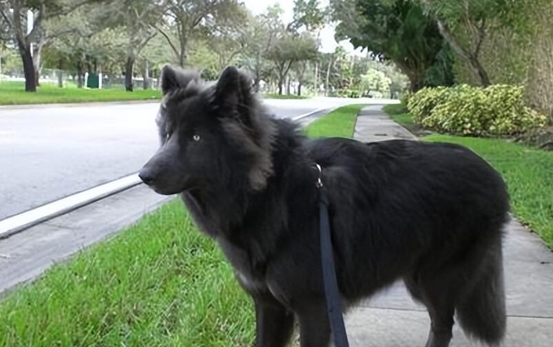 蓝湾牧羊犬多少钱一只纯种