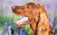 什么是犬口炎?狗狗发生犬口炎的原因有哪些?