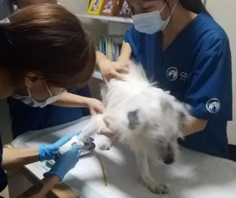 长治哪家宠物医院好点