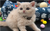 塞尔凯克卷毛猫猫舍