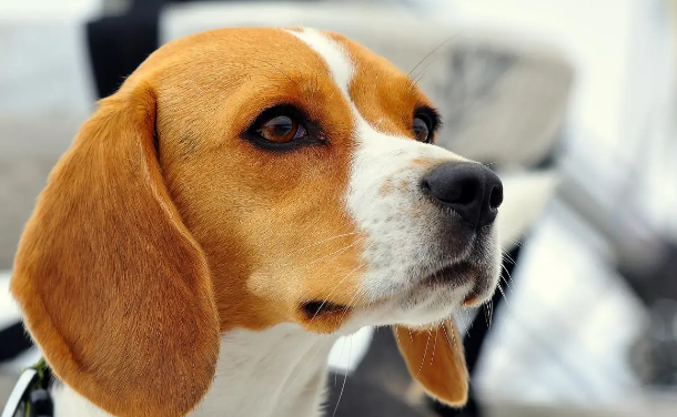 比格犬的美容方法和护理方法？