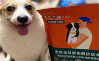 二个月的柯基狗粮如何喂呀