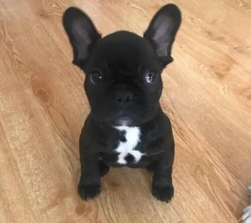 纯种法斗犬价格多少钱一只
