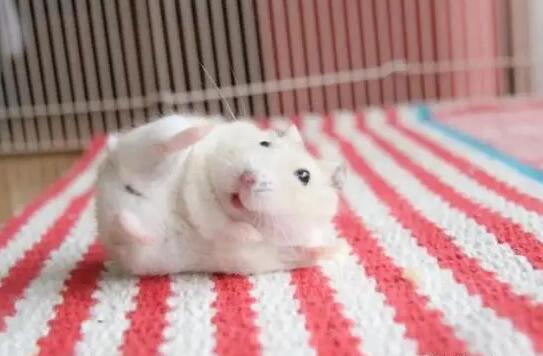 仓鼠多久可以怀孕生宝宝