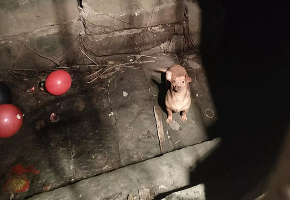 半夜起床听见凄惨的叫声,男子心生怜悯寻找踪迹,是走丢了吗? 半夜起床听见凄惨的叫声,男子心生怜悯寻找踪迹,是走丢了吗?