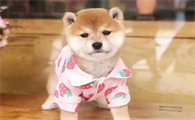 柴犬多大可以洗澡？给柴犬洗澡时需要注意哪些？
