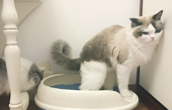 猫拉屎总是粘在肛门上怎么办