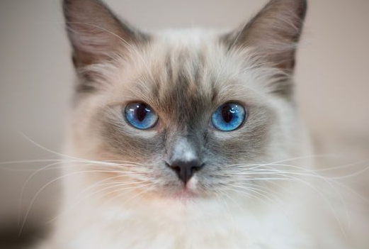 布偶猫毛打结怎么办？解决布偶猫毛打结的两大方法！