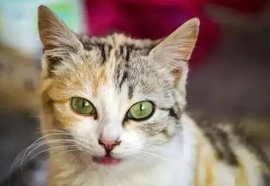 猫的视力能看多远呢