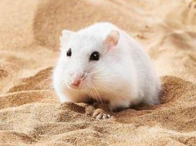 花枝鼠能用浴沙吗 花枝鼠能用浴沙吗