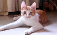 母猫发情什么时候开始？