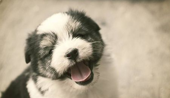 狗在什么情况下会伤人?防止狗伤人的小技巧! 狗在什么情况下会伤人?防止狗伤人的小技巧!